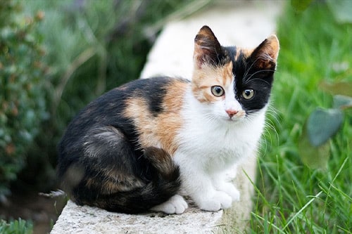 Katzen Tierlexikon