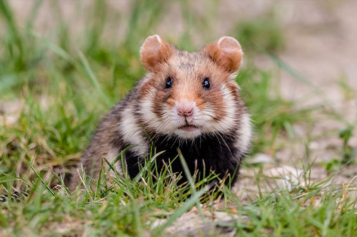 Hamster Tierlexikon
