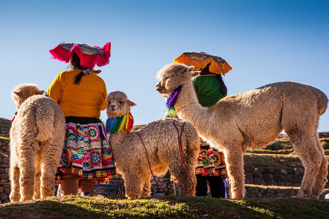 Alpakas in Peru