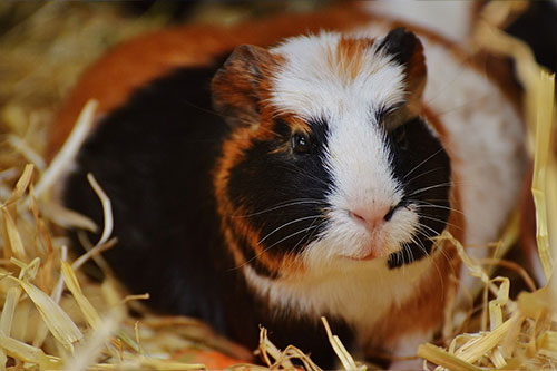 Meerschweinchen Tierlexikon
