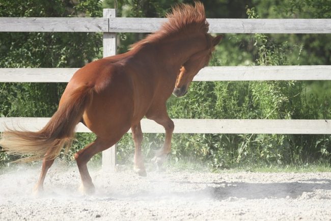 Pferd buckelt auf der Koppel