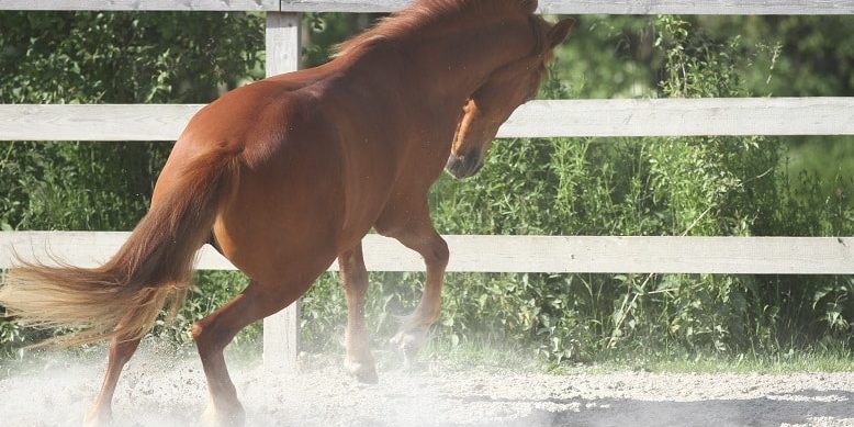 Pferd buckelt auf der Koppel