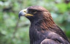 Steinadler Platz 1 der schnellsten Tiere der Welt