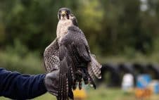 Wanderfalke Platz 1 der schnellsten Tiere der Welt