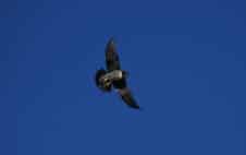 Wanderfalke Platz 1 der schnellsten Tiere der Welt