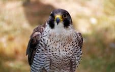 Wanderfalke Platz 1 der schnellsten Tiere der Welt