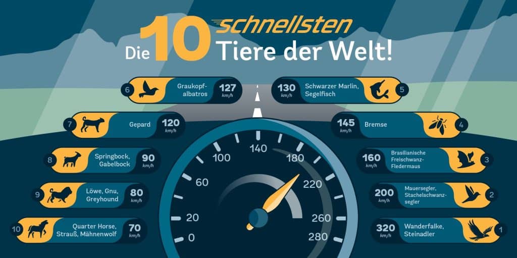 Die 10 schnellsten Tiere der Welt Infografik