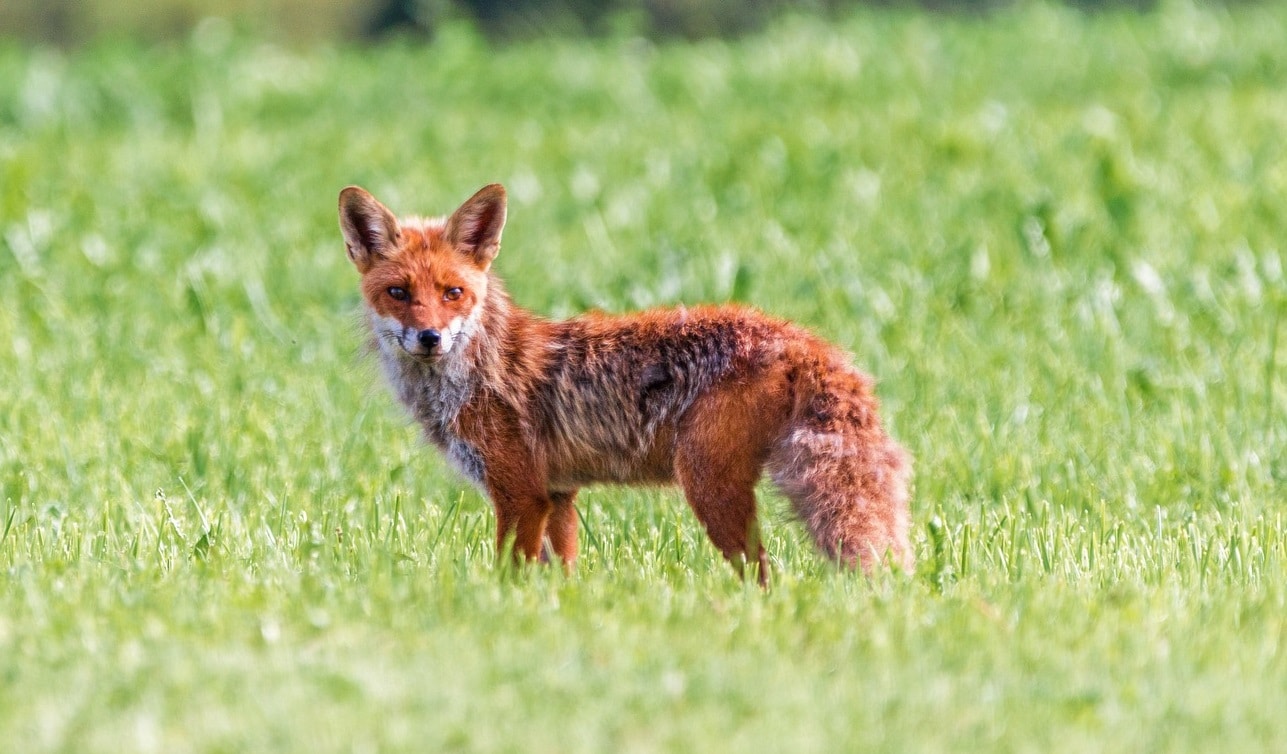Fuchs im Feld