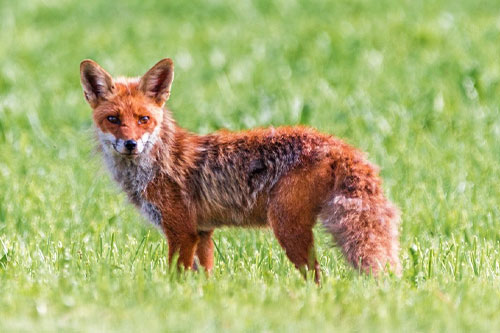 Fuchs Tierlexikon