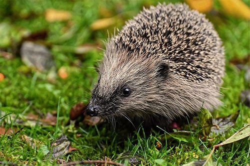 Igel Tierlexikon