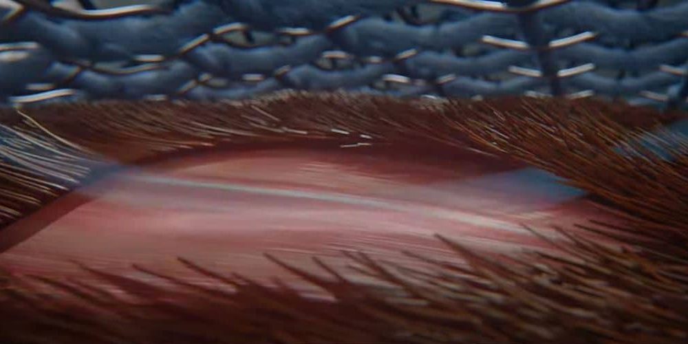 Magnetfeldtherapie für Pferde