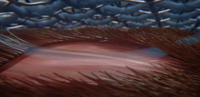 Magnetfeldtherapie für Pferde