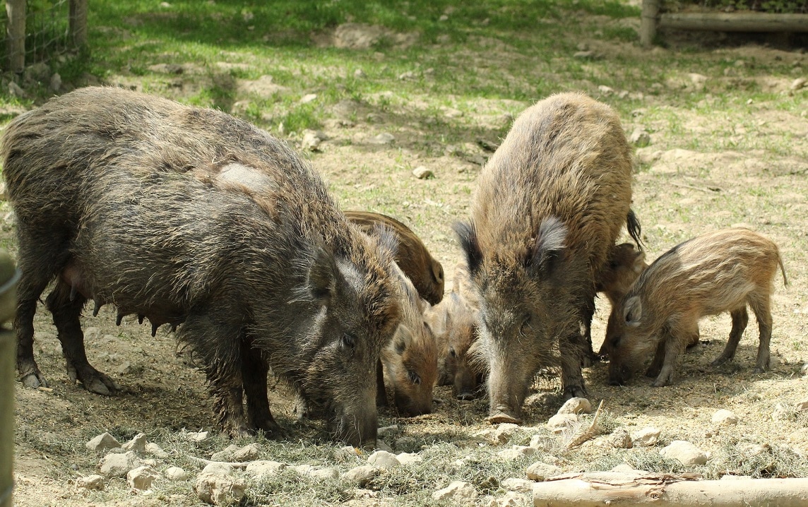 Wildschwein Familie