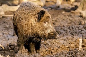 Wildschwein Tierlexikon