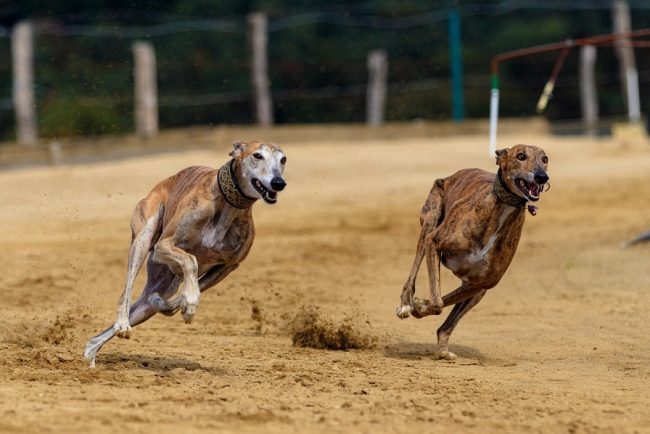 Windhund Geschwindigkeit - Die 10 schnellsten Windhunde der Welt