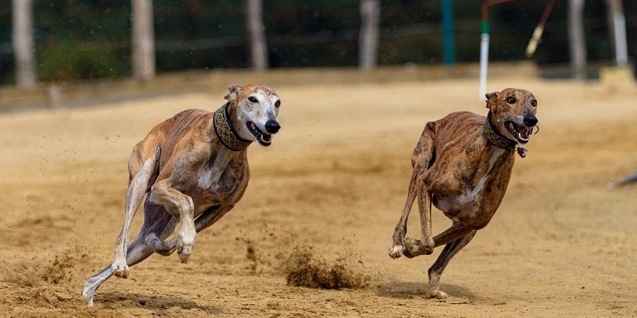 Windhund Geschwindigkeit - Die 10 schnellsten Windhunde der Welt