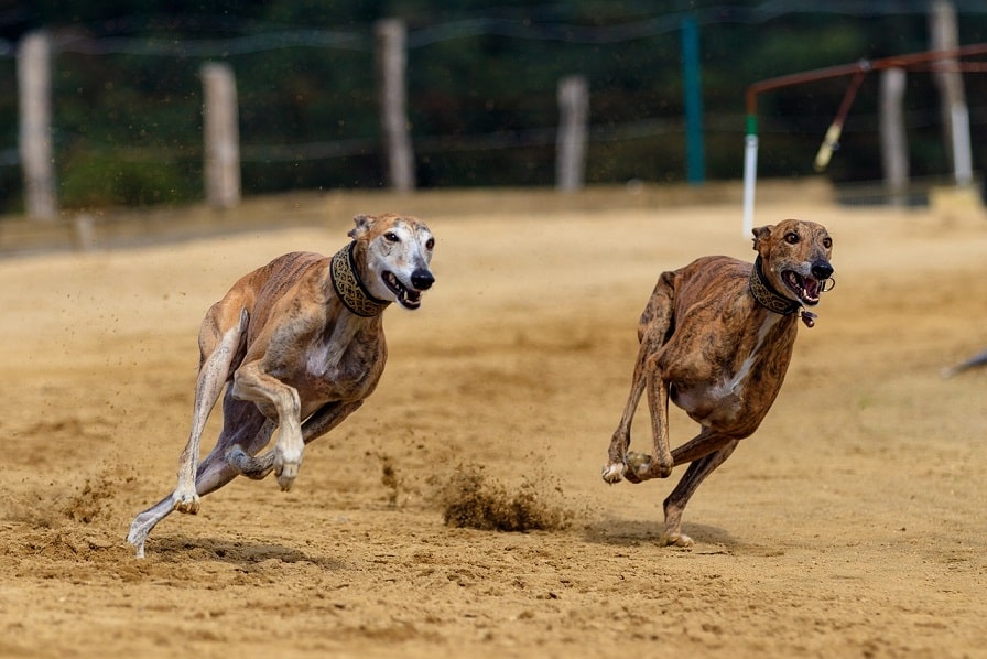 Windhund Geschwindigkeit - Die 10 schnellsten Windhunde der Welt