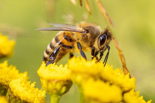 Bienen Tierlexikon