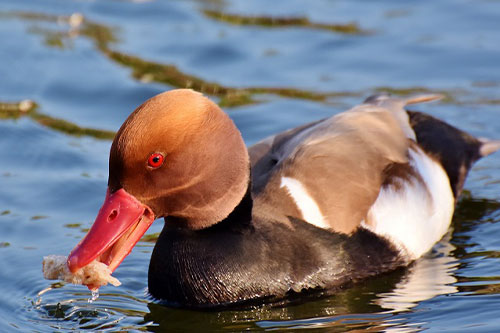 Enten Tierlexikon Foto