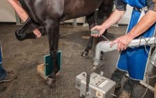 Arthrose beim Pferd meistern: umfassender Guide für eine bessere Gelenkgesundheit!