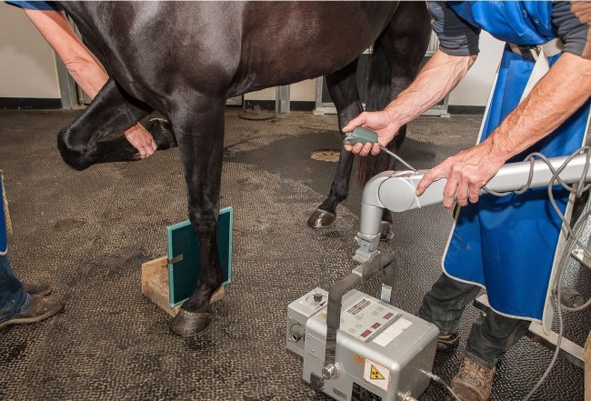 Arthrose beim Pferd Ratgeber