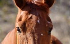 Stichelhaare bei Pferden: Ursachen, Behandlung und Pflegetipps!