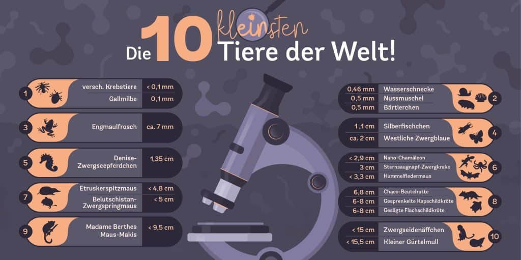 Die 10 kleinsten Tiere der Welt Infografik