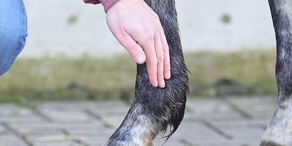 Fesselträgerschaden beim Pferd