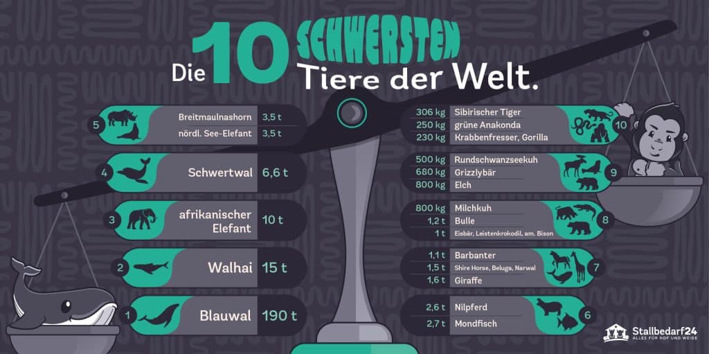 Die 10 schwersten Tiere der Welt Infografik