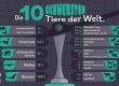Die 10 schwersten Tiere der Welt Infografik