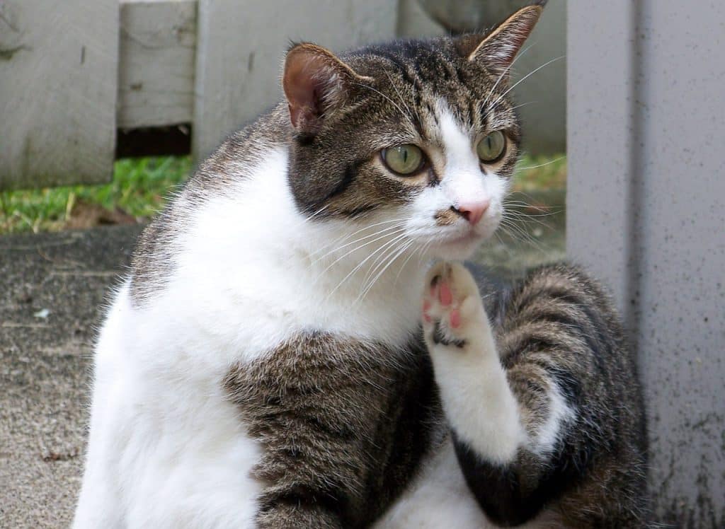 Katze sitzt und kratzt sich