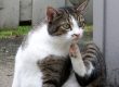 Katze sitzt und kratzt sich