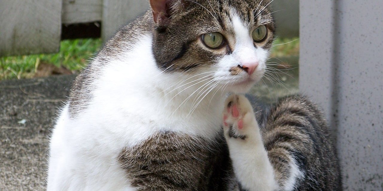 Katze sitzt und kratzt sich