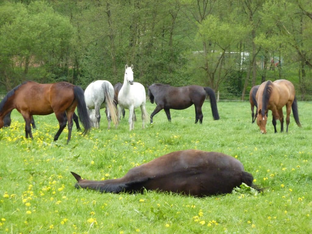 Eine Pferdeherde beim Anweiden
