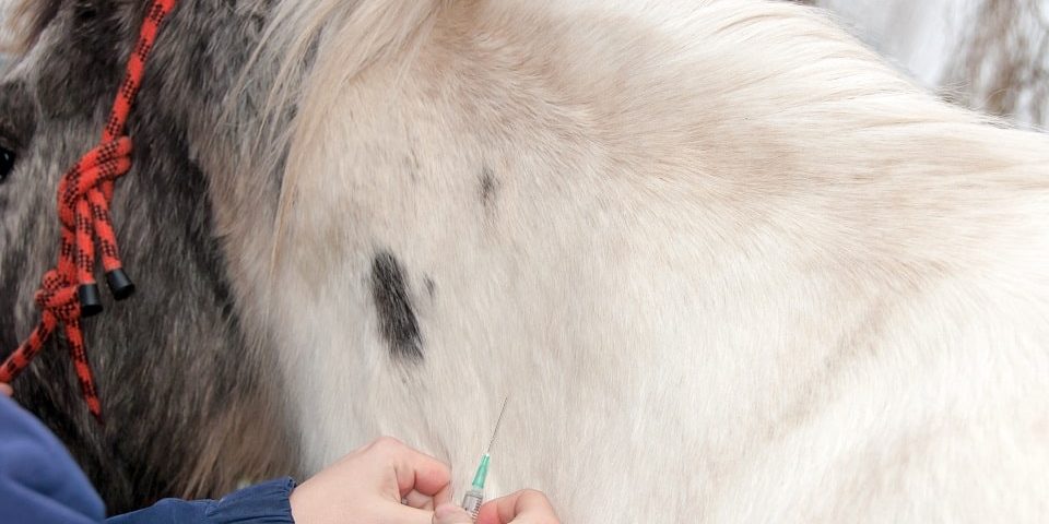Tierarzt injiziert einem Pferd eine Impfung mit einer Spritze in den Hals