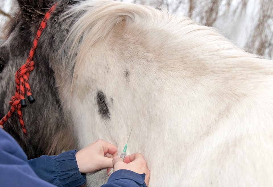 Tierarzt injiziert einem Pferd eine Impfung mit einer Spritze in den Hals