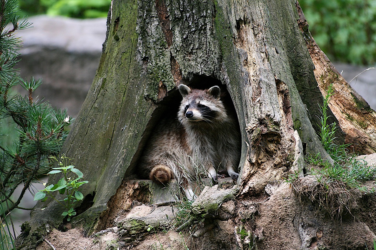 Waschbär im Baum