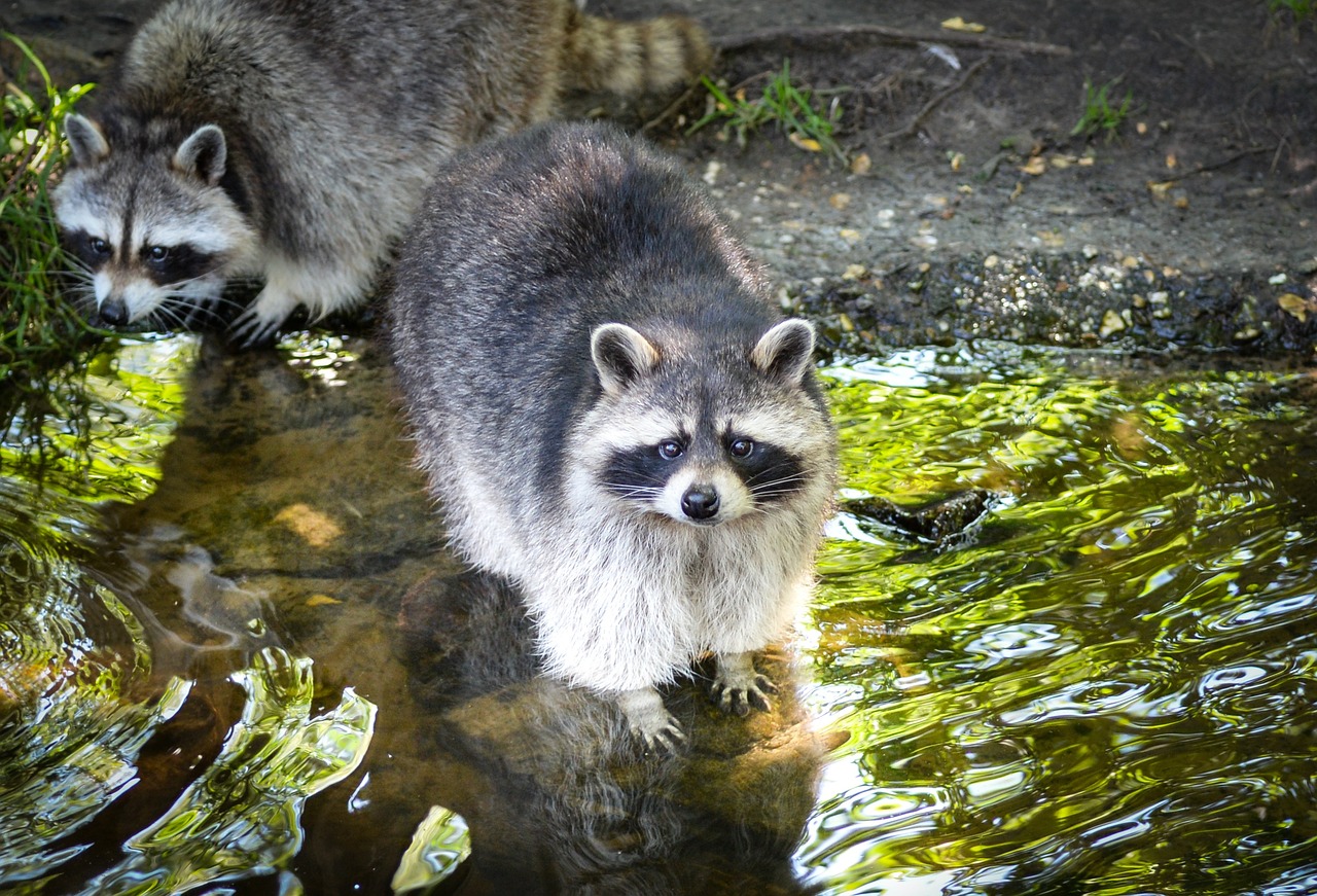 Waschbär im Wasser