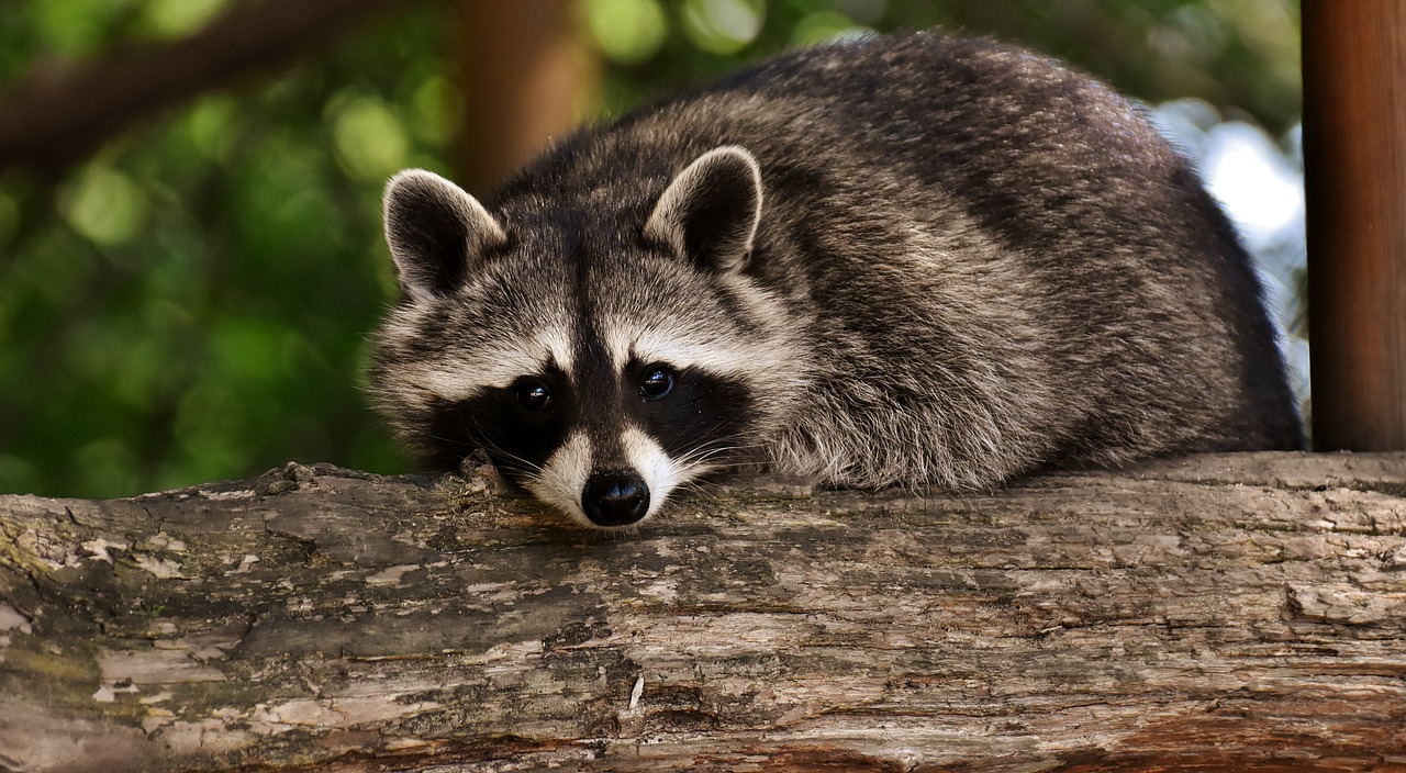 Waschbär liegt auf einem Ast