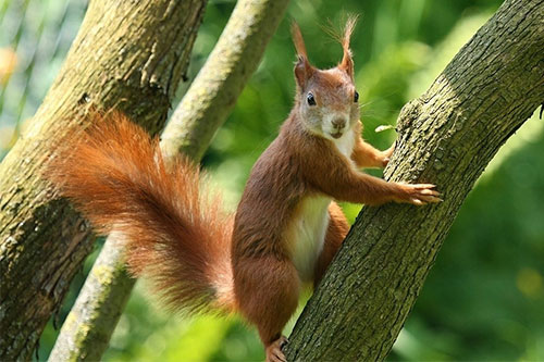 Eichhörnchen Tierlexikon