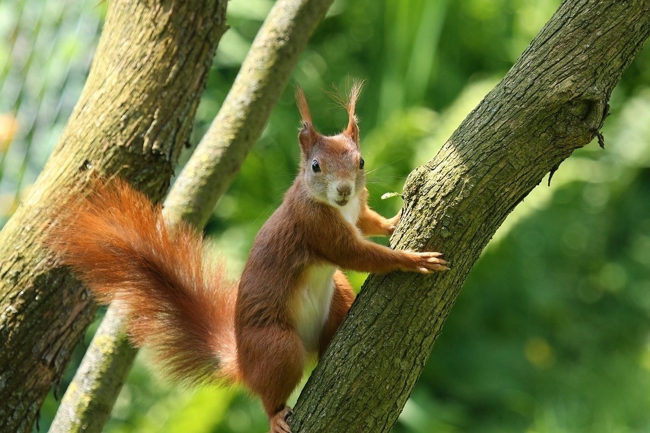 Eichhörnchen auf dem Baum