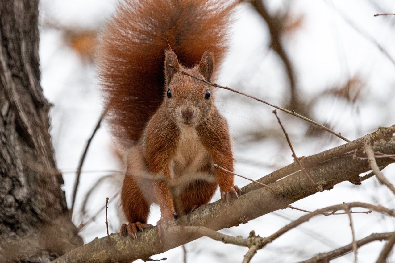 Eichhörnchen mit großen Schwanz