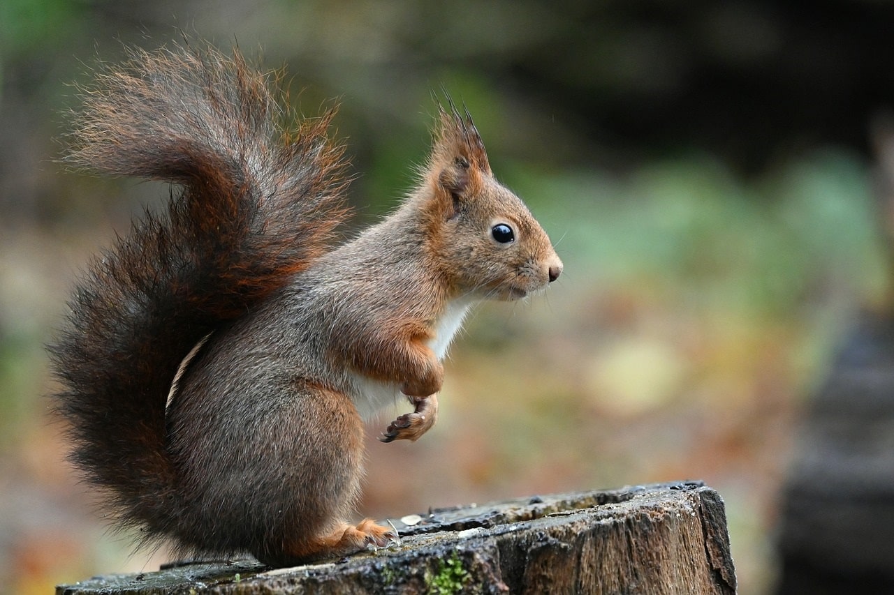 Eichhörnchen von der Seite
