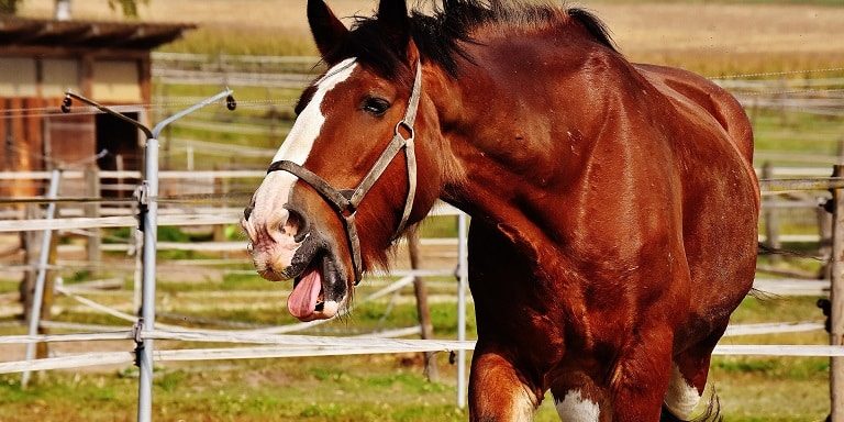 Pferd hustet