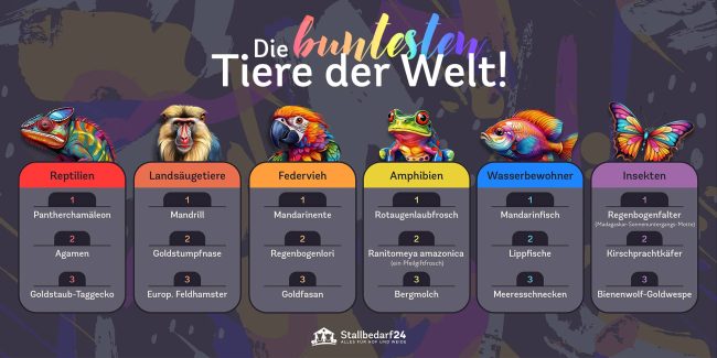 Die buntesten Tiere der Welt Infografik