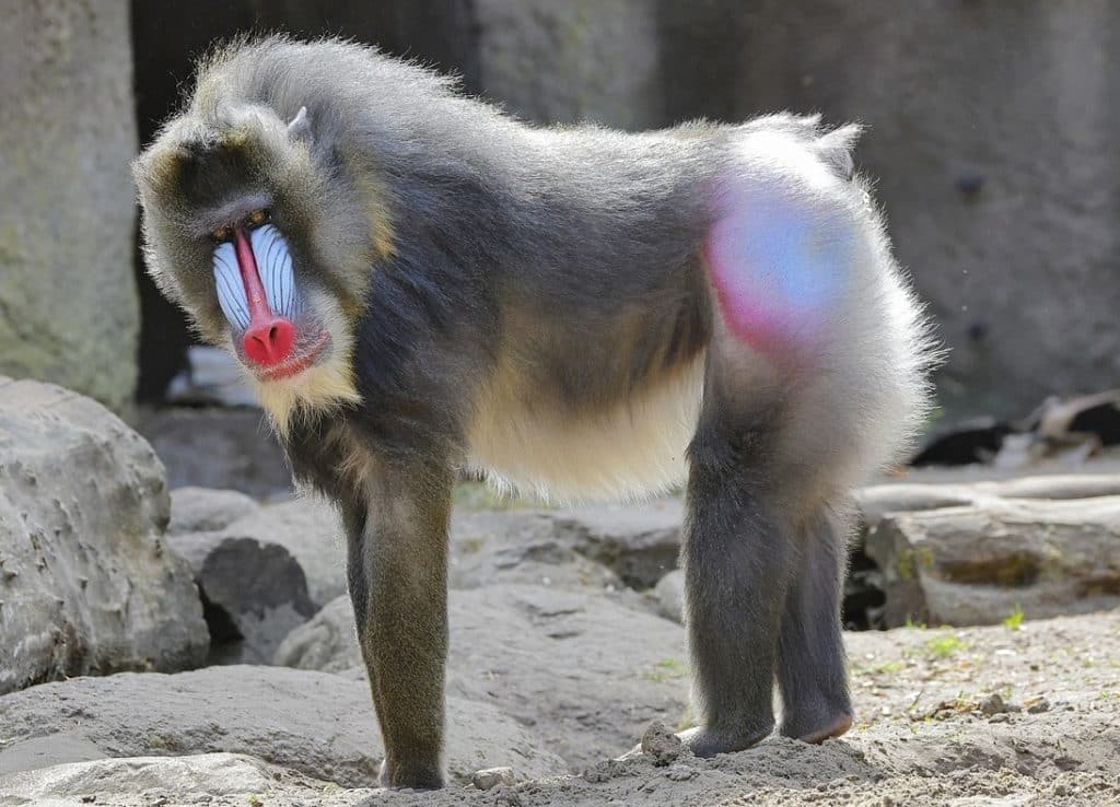 Mandrill
