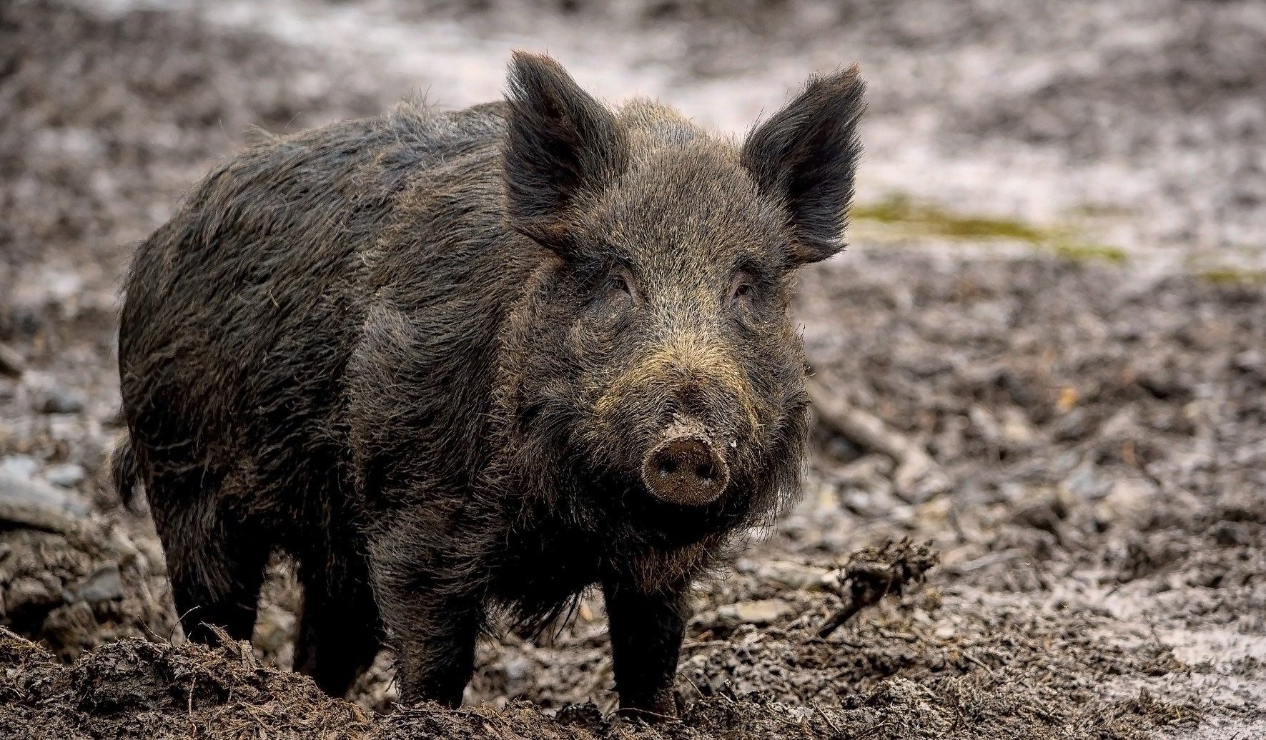 Wildschweine Ratgeber