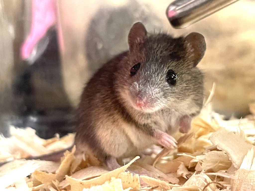 Ährenmaus
