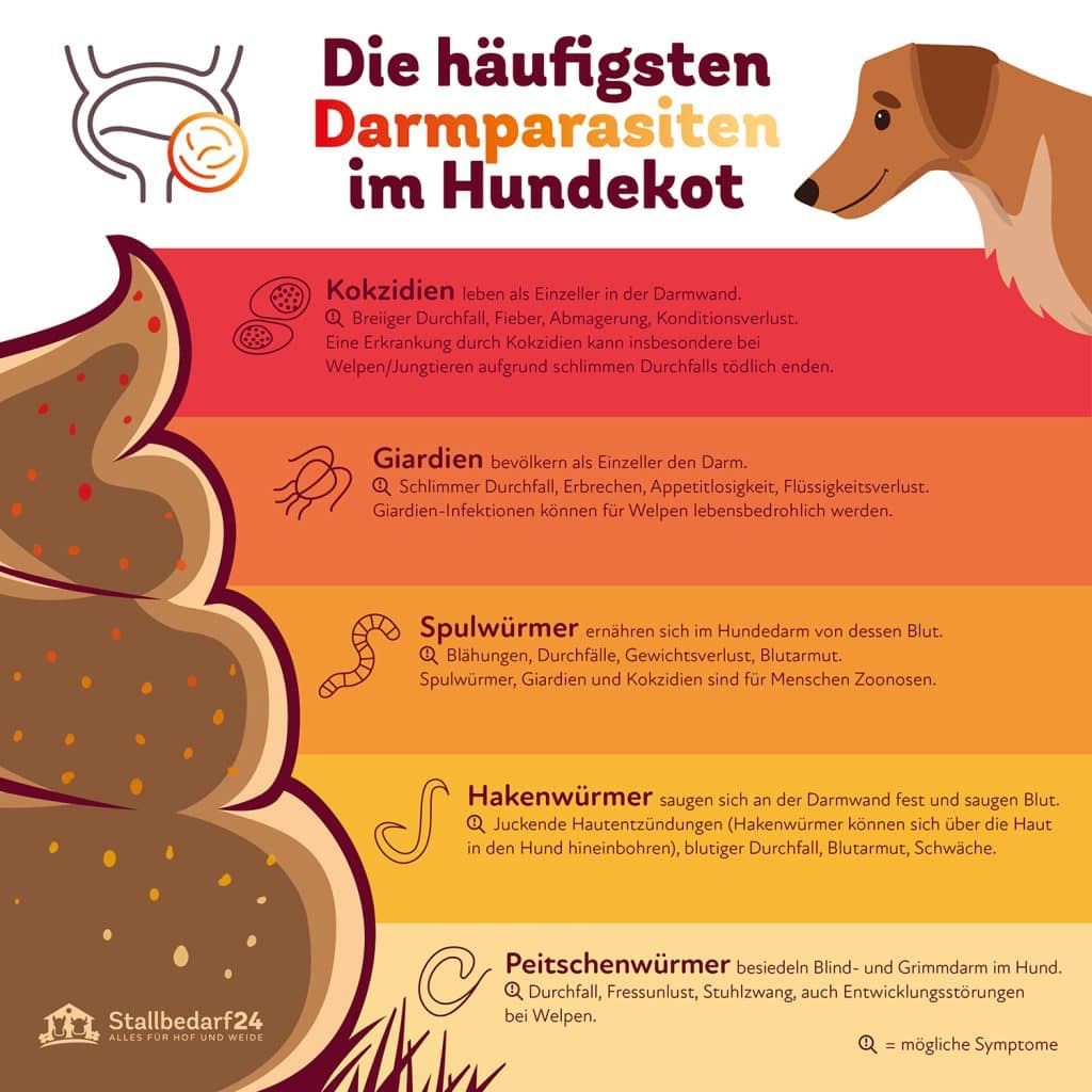 Die häufigsten Darmparasiten im Hundekot