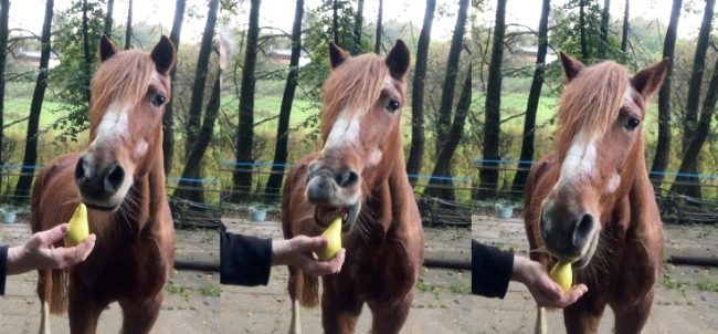 Dürfen Pferde Birnen essen?